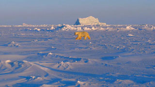 Polar Bear on the background of the iceberg